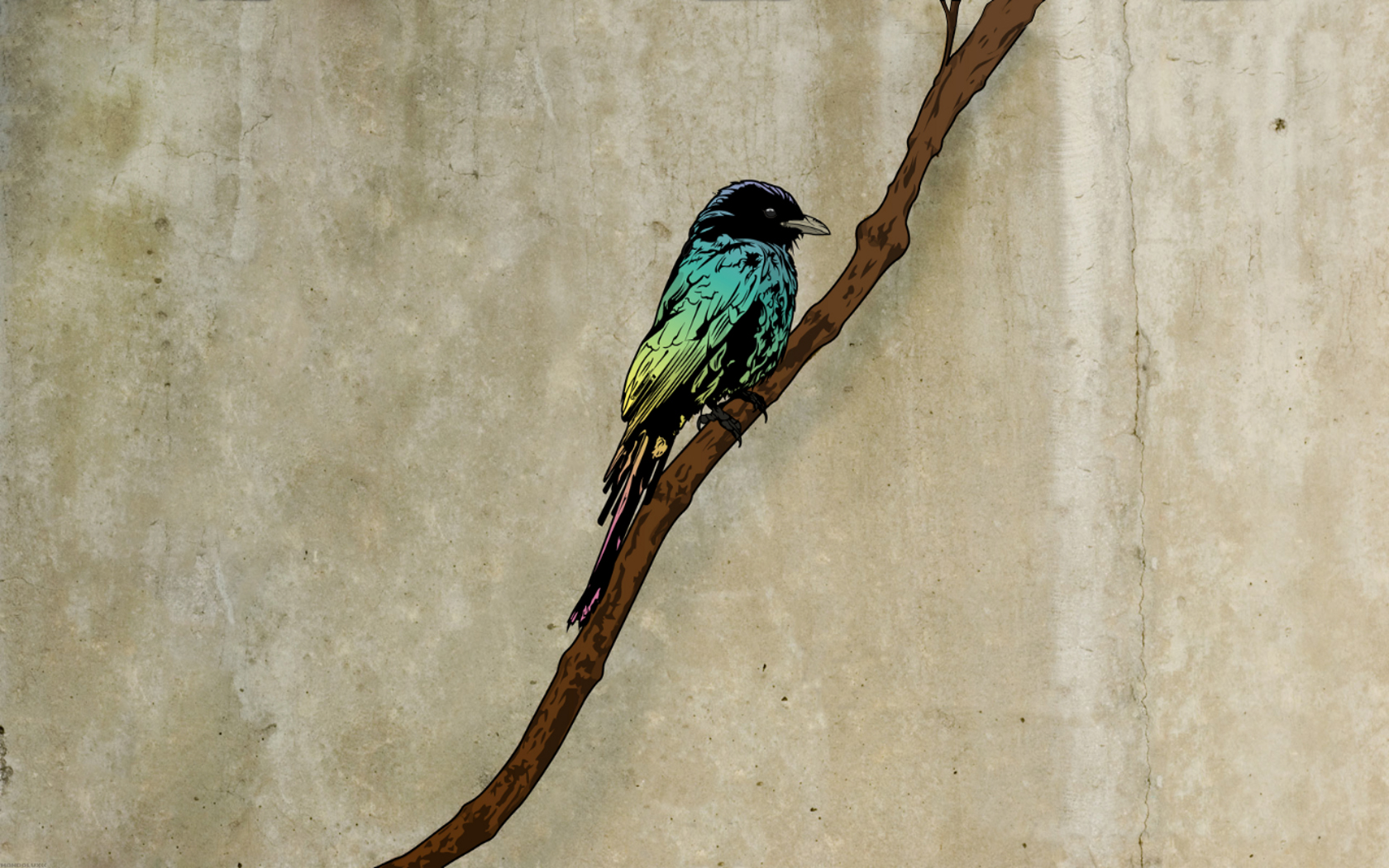 bird, Birds Wallpaper
