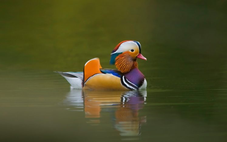 birds, Ducks, Mandarin, Duck HD Wallpaper Desktop Background