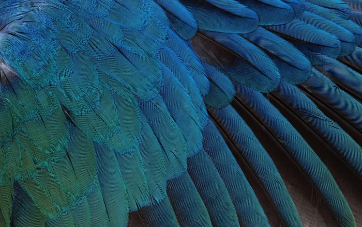 birds, Feathers HD Wallpaper Desktop Background
