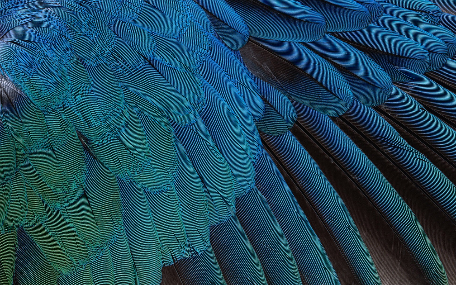 birds, Feathers Wallpaper