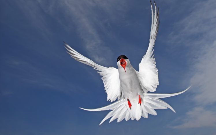 arctic, Tern, A, Bird HD Wallpaper Desktop Background