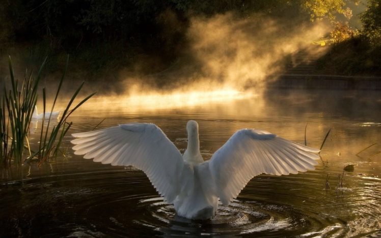 nature, Birds, Wildlife, Swans, Lakes, Animals, Bird, Swan HD Wallpaper Desktop Background