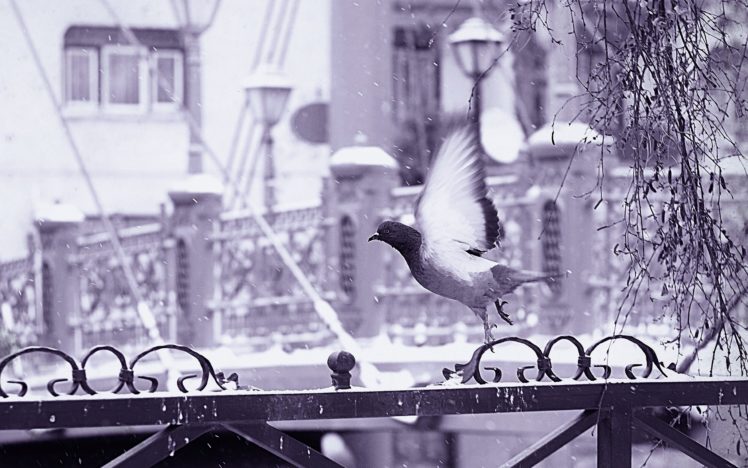 snow, Birds, Models, Buildings, Animals, Mood, Bokeh HD Wallpaper Desktop Background