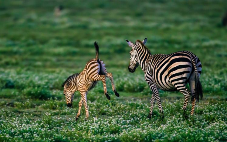 zebra, Baby, Foal HD Wallpaper Desktop Background
