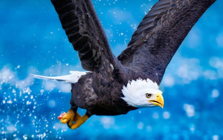eagle HD Wallpaper Desktop Background