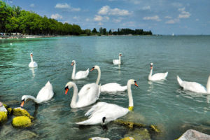 balaton, Swan, Hungary, Summer, Water, Birds