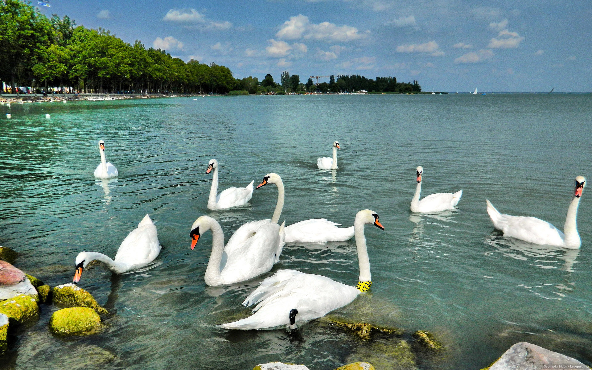 balaton, Swan, Hungary, Summer, Water, Birds Wallpaper