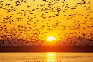 bird, Sunset, Water, Birds, Bokeh