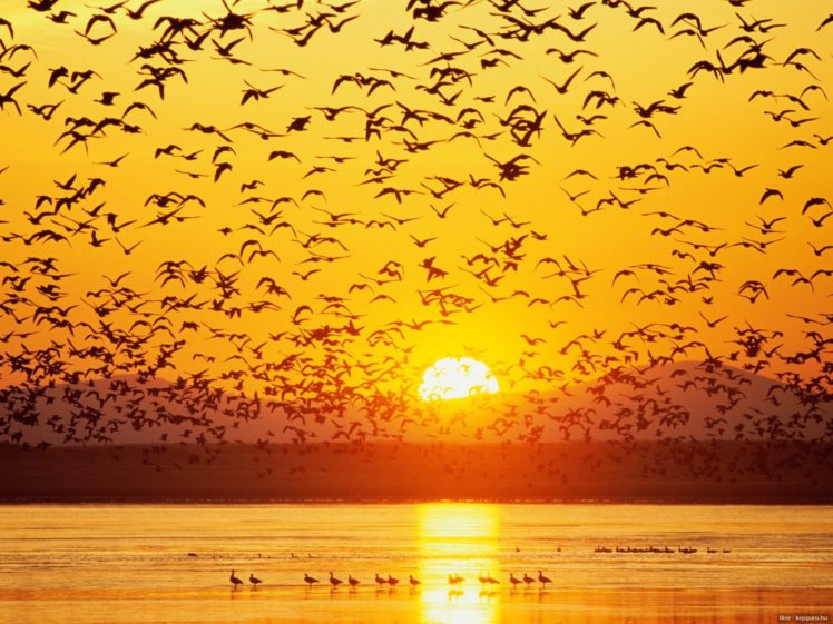 bird, Sunset, Water, Birds, Bokeh HD Wallpaper Desktop Background