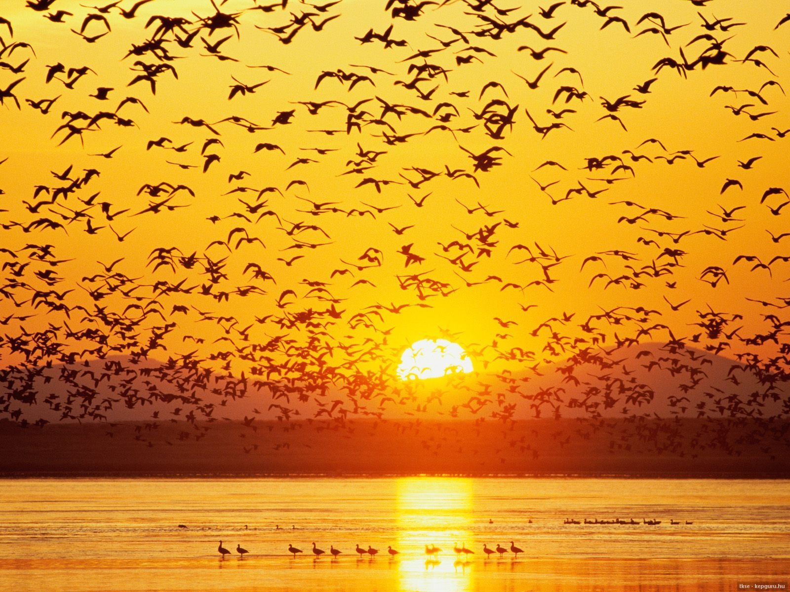 bird, Sunset, Water, Birds, Bokeh Wallpaper