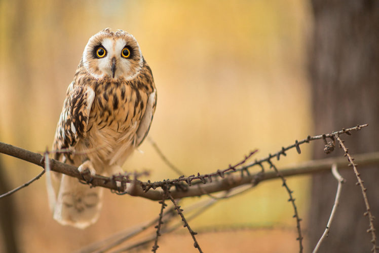 bird, The, Owl, Branch, Sits HD Wallpaper Desktop Background