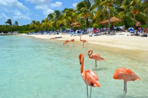 flamingo, Summer, Beach, Beach, Tropical, Island, Water, Birds
