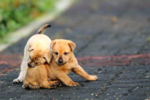 funny, Puppies, Play, Road, Puppy