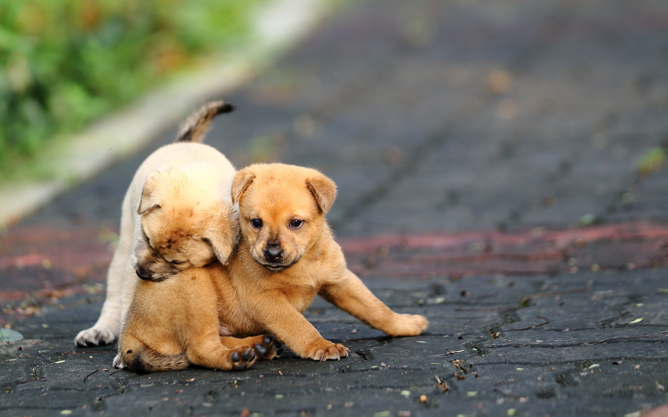 funny, Puppies, Play, Road, Puppy Wallpaper