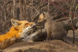 fox, Baby, Motherhood, Foxes
