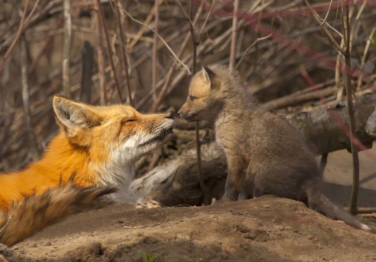 fox, Baby, Motherhood, Foxes HD Wallpaper Desktop Background