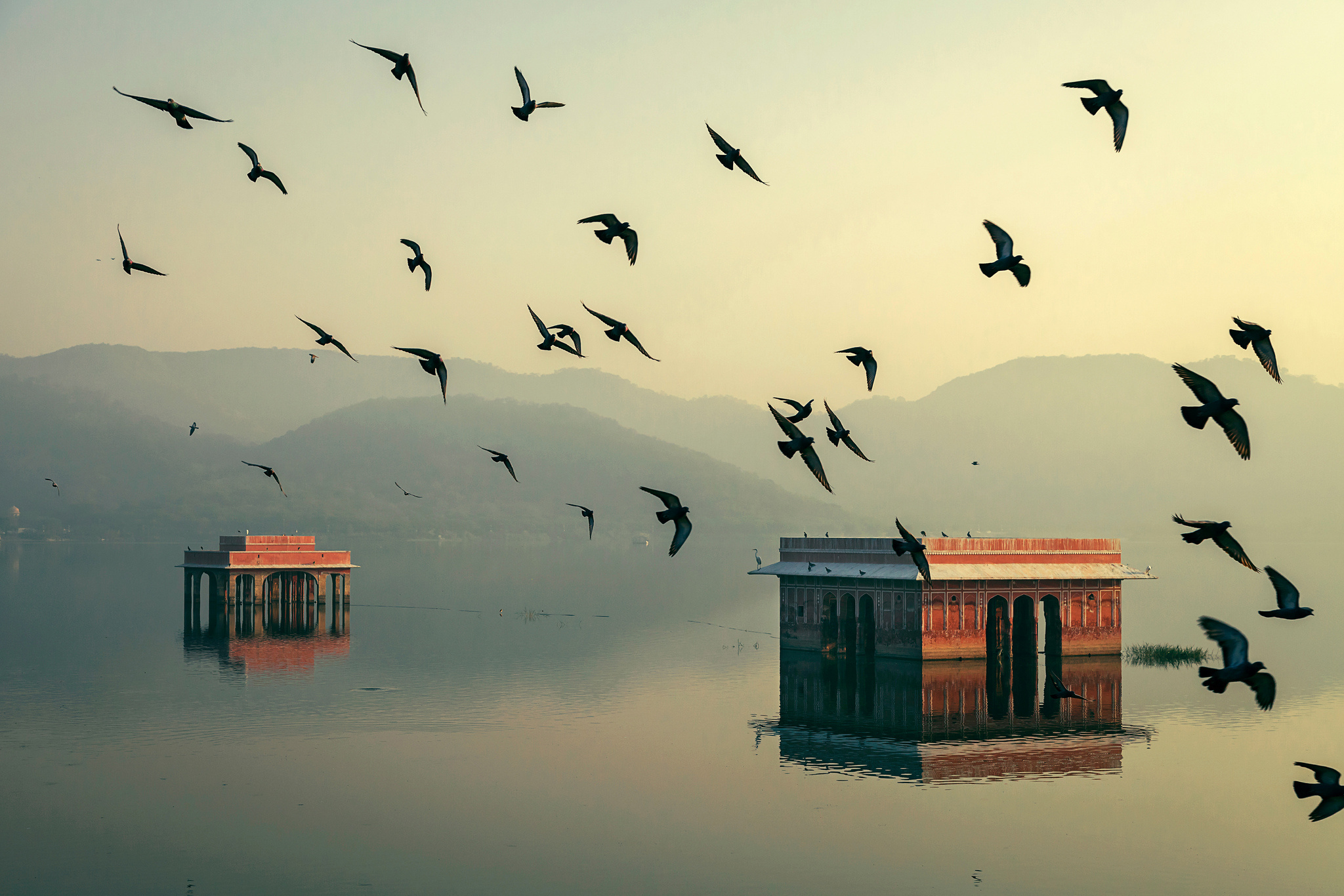 rajasthan, Home, India, Jaipur, Mahesh, B, Photography, Water, Birds, Morning, Bokeh Wallpaper
