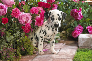 dog, Puppy, Flowers, Dalmatian