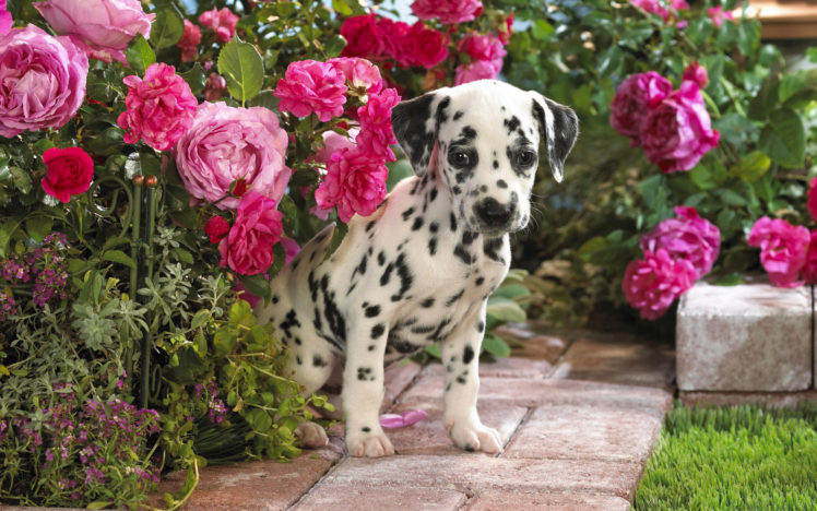dog, Puppy, Flowers, Dalmatian HD Wallpaper Desktop Background