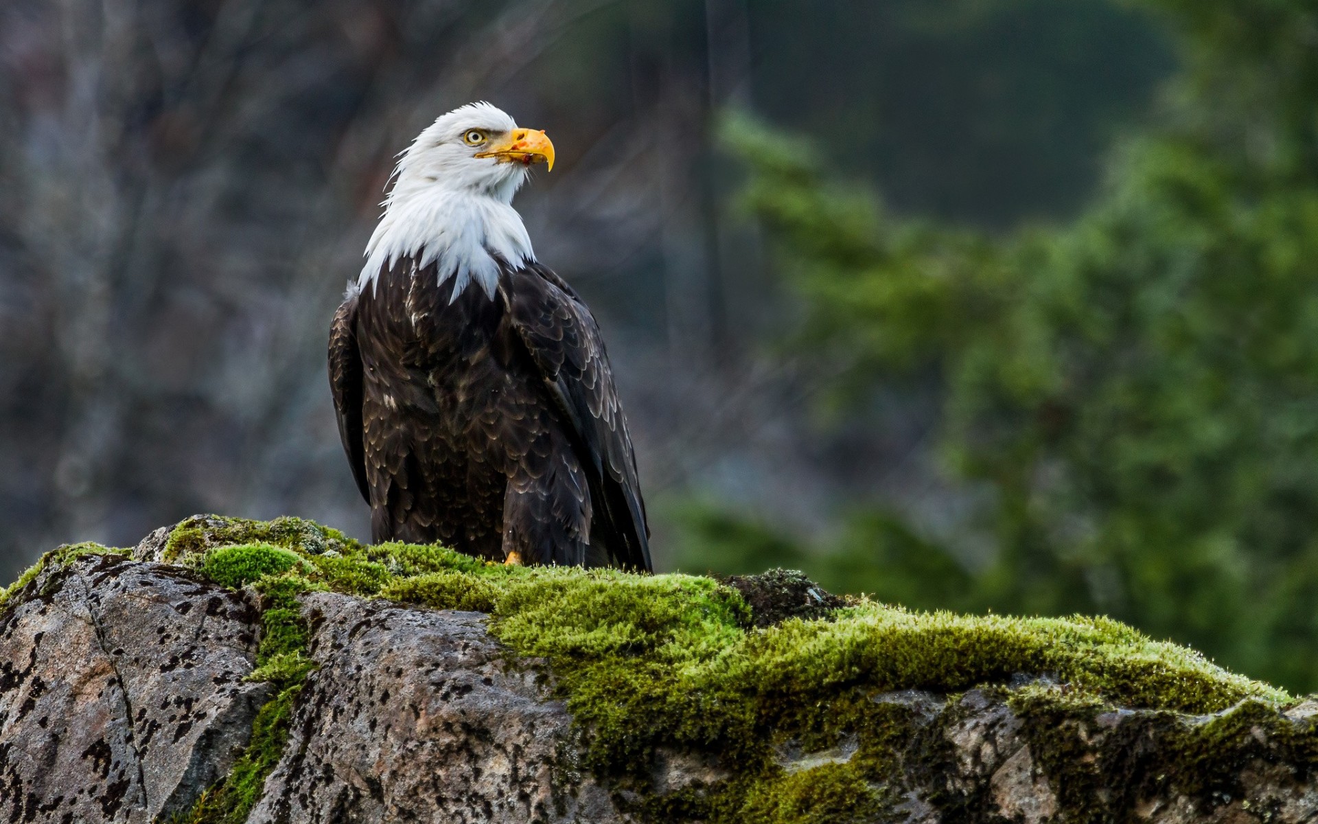 eagle Wallpaper