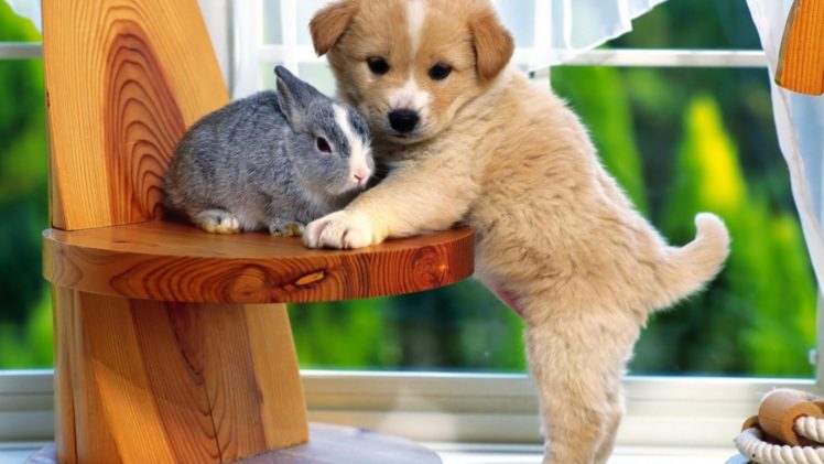 bunny, Rabbit, Cute, Puppy HD Wallpaper Desktop Background