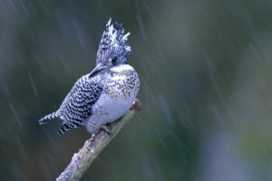 bird, Birdie, , Branch, Macro, Rain, Kingfisher
