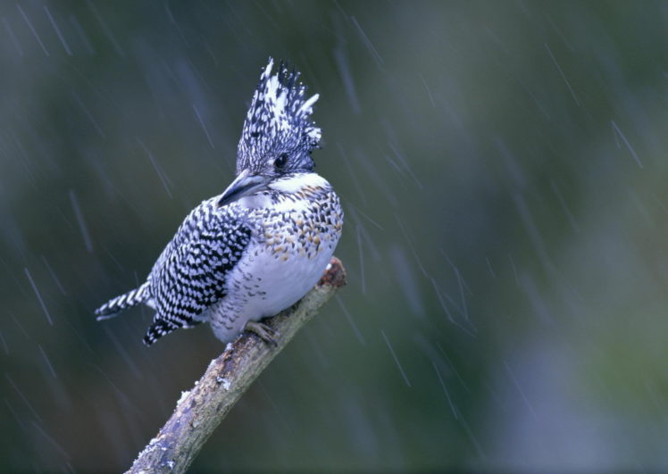 bird, Birdie, , Branch, Macro, Rain, Kingfisher Wallpapers HD / Desktop and  Mobile Backgrounds