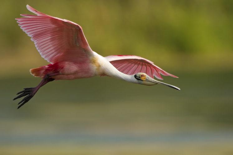 bird, Feathers, Pink, Flying HD Wallpaper Desktop Background