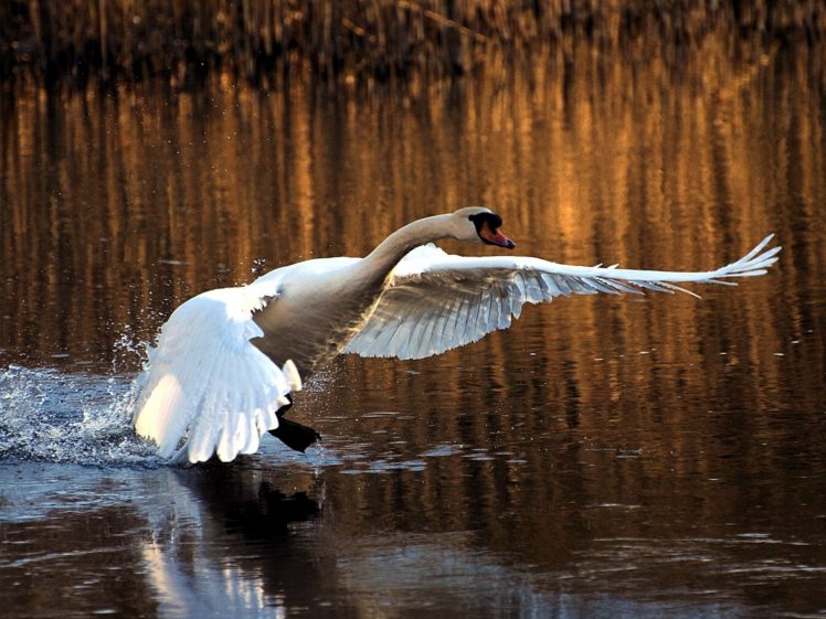 birds, Swans, Animals, Bird, Swan HD Wallpaper Desktop Background
