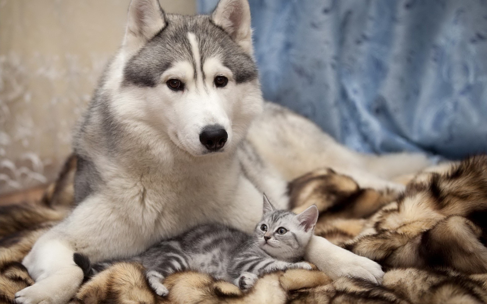 husky, Dog, Cat, Friends, Kitten Wallpaper