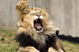 lion, Cub, Lions