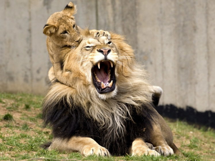 lion, Cub, Lions HD Wallpaper Desktop Background