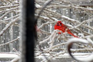 nature, Snow, Birds, Cardinal, Northern