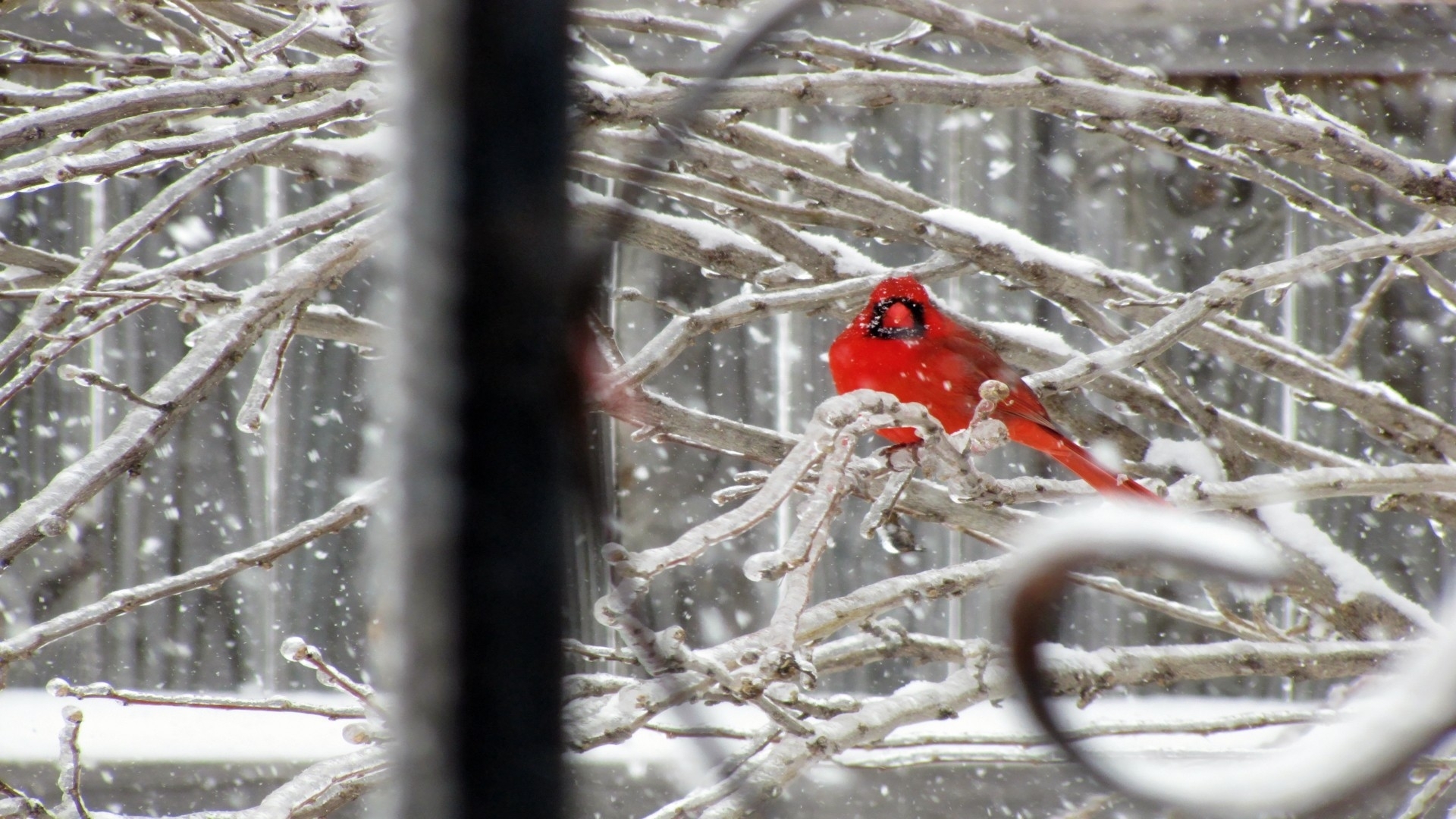 nature, Snow, Birds, Cardinal, Northern Wallpaper