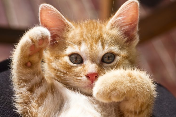 redhead, Kitty, Paws, Kitten, Baby, Kittens HD Wallpaper Desktop Background