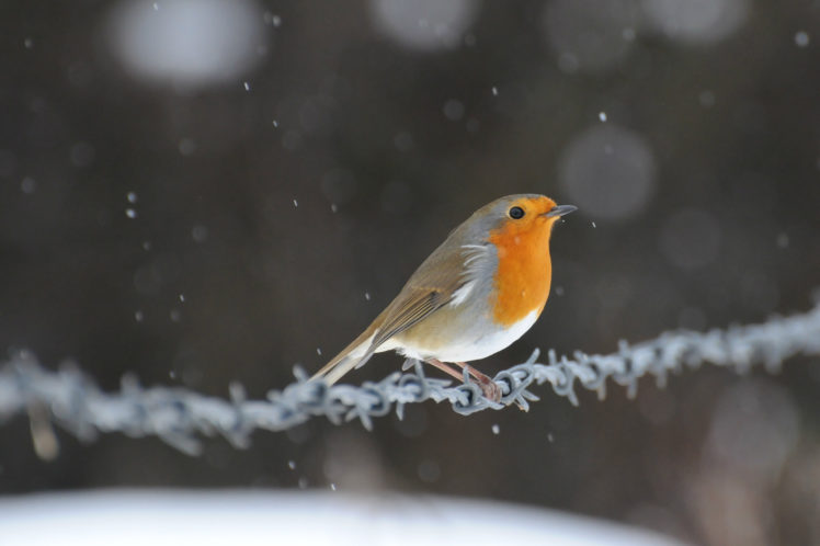 robin, Winter, Snow HD Wallpaper Desktop Background