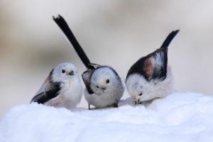 snow, Birds, Longtailed, Tit
