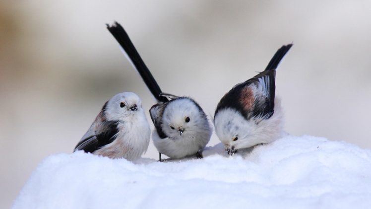 snow, Birds, Longtailed, Tit HD Wallpaper Desktop Background