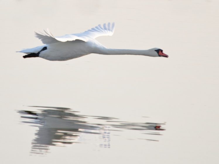 water, Flying, Birds, Swans, Reflections, Animals, Bird HD Wallpaper Desktop Background