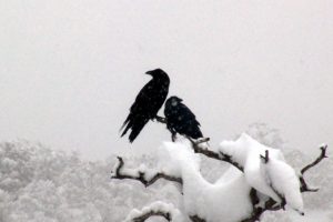 winter, Snow, Birds, Ravens, Branches, Animals, Bird
