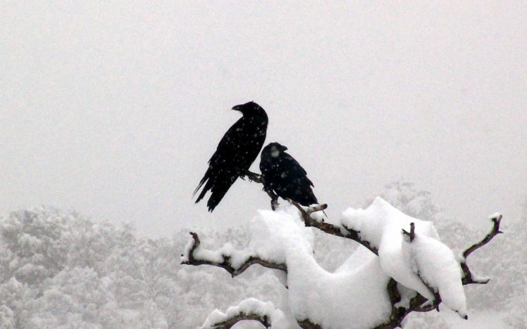 winter, Snow, Birds, Ravens, Branches, Animals, Bird HD Wallpaper Desktop Background