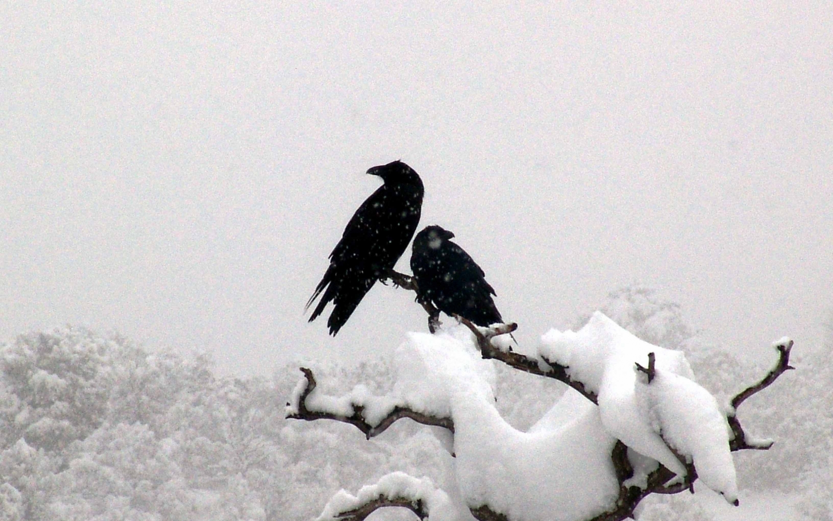 winter, Snow, Birds, Ravens, Branches, Animals, Bird Wallpaper