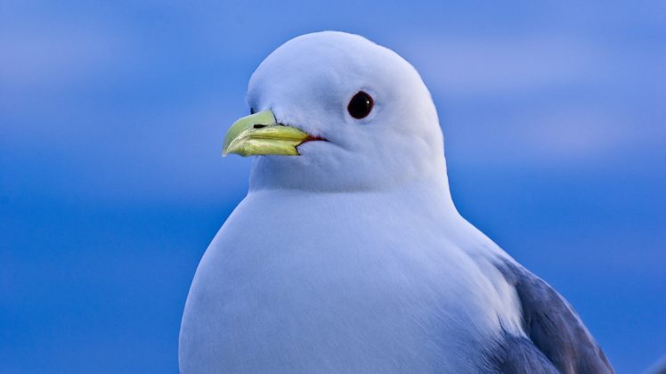 bird, Seagull, Sea, View HD Wallpaper Desktop Background