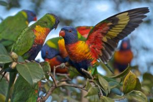 multicolor, Lorikeet, Parrot, Branch