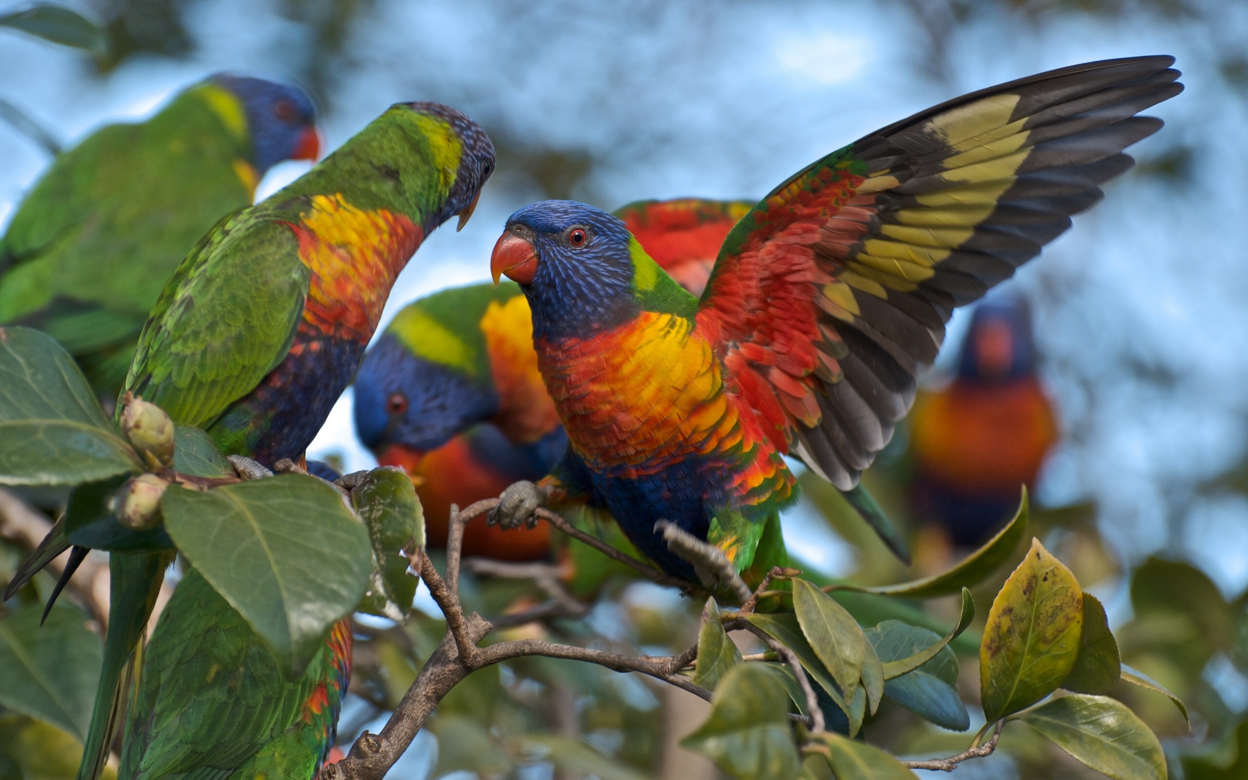 multicolor, Lorikeet, Parrot, Branch Wallpaper