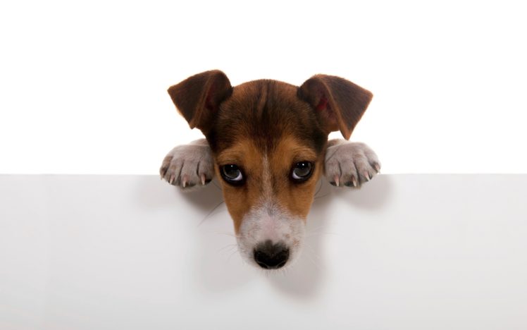 puppy, Paws, Muzzle, Eyes HD Wallpaper Desktop Background