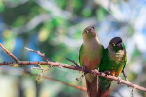 zelenoscheky, Scarletail, Parrot, Parrots, Birds, Branch