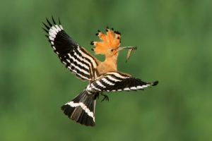 birds, Madagascar, Poland, Flight, Hoopoe