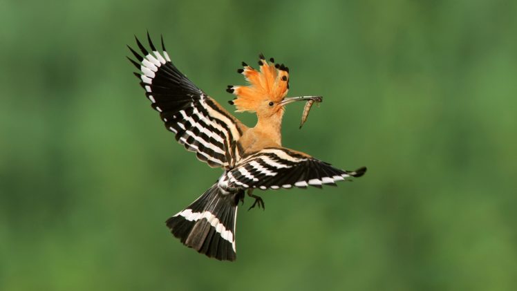 birds, Madagascar, Poland, Flight, Hoopoe HD Wallpaper Desktop Background