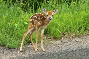 deer, Nature, Summer, Baby, Cute